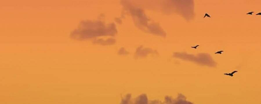 Hoa Sơn Tái Khởi Chap 31 - Next Chap 32